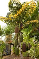 Caryota urens - Fishtail palm, Barbados
