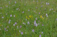 Dactylorhiza maculata - heath spotted-orchid 