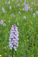 Dactylorhiza maculata - heath spotted-orchid