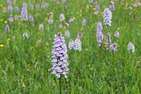 Wild Dactylorhiza maculata - Heath spotted orchid, The Netherlands 