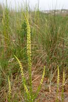 Reseda luteola - Dyer's rocket or Dyer's weed, The Netherlands