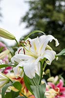 Lilium 'Oriental Trumpet Cocossa' - Oriental Lily