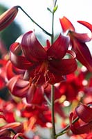 Lilium 'Red velvet' - Asiatic Hybrid Lily