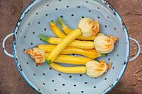 Cucurbita pepo - Harvested Yellow courgettes