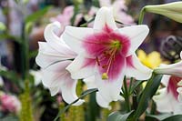 Lilium longiflorum 'Triumphator' - Oriental Lily 