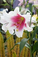 Lilium longiflorum 'Triumphator' - Oriental Lily