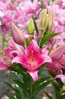 Lilium 'Praiano' - Oriental Lily 