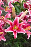 Lilium 'Pink romance' - Oriental Lily
