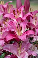 Lilium 'Brusago' - Oriental Lily