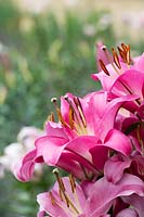 Lilium 'Brusago' - Oriental Lily
