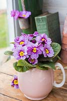 Pink and striped Polyanthus in jug