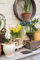 Spring container display from recycled bric a brac with spring bulbs including hyacinthus and muscari