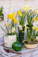 Narcissus varieties 'Pipit', 'Pencrebar' and 'Quail'