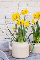 Narcissus 'Quail' in enamel teapot