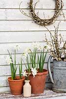 Narcissus 'Thalia' and cut Salix - Pussy willow in metal watering can