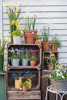 Wooden boxes with Narcissus, Muscari, Cowslips and Bellis perennis