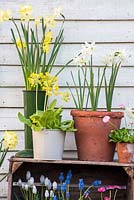 Colourful spring container display on wooden boxes with narcissus, muscari, cowslips and bellis perennis