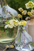 Helleborus and Narcissus 'Minnow' flowers displayed in old glass bottle. 