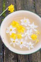 Floating narcissus flowers in enamel bowl