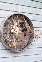Air dried floral seedheads, including honesty, alliums, poppies, sunflowers and tulips, hanging from old sieve on wooden background