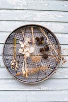Air dried floral seedheads, including honesty, alliums, poppies, sunflowers and tulips, hanging from an old sieve on wooden background