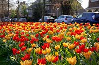 Municipal tulip planting