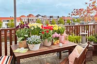 Seating area with rooftop views and table with flowering bulbs in pots