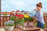 Woman watering pots of flowering bulbs on a roof garden