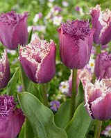 Tulipa 'Cummins Lilac Frizzle'