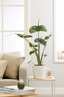 Alocasia 'Stingray' in pot grown as houseplant indoors