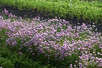 Row of Allium schoenoprasum - chives- in flower