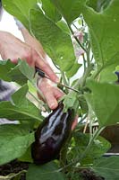 Using a knife to harvest Solanum melongena - aubergine or egg plant