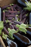 Harvested pea pods and aubergines in wooden crate