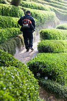 Gardener blowing path terraced with clipped Phillyrea angustifolia. Jardin Parnasse, Les Jardins D'etretat, Normandy, France.
