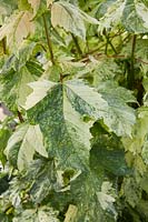 Acer pseudoplatanus 'Hermitage'
