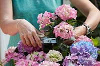 Woman cutting hydrangea flowers with secateurs