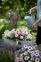 Watering container of mixed bedding plants including dahlias