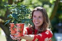 Woman holding tomato plant in pot