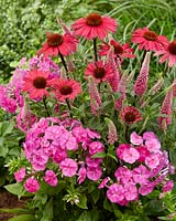 Veronica 'First love', Phlox Famous 'Light Pink' and Echinacea 'SunSeekers Pink'