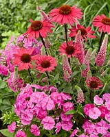 Veronica 'First love', Phlox Famous 'Light Pink', Echinacea 'SunSeekers Pink'
