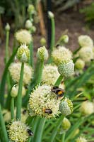 Bumble bees on Allium fistulosum - Welsh onion or bunching onions