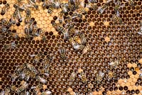 Honey Bee colony showing female worker bees on brood chamber comb