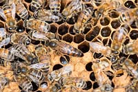Honey Bee colony showing the queen bee 