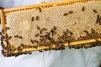 Honey super on a national style hive