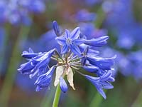 Agapanthus 'Torbay' - African Lily 