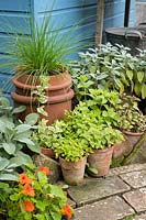 Terracotta pots of herbs in the garden.