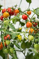 Solanum lycopersicum - Tomato 'Suncherry Smile'