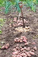 Solanum tuberosum - potatoes