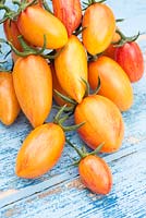 Solanum lycopersicum - tomato 'Blush Tiger',