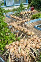 Harvested onions drying in vegetable garden. 